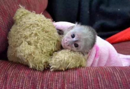 Capuchin Monkeys Available