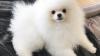 Pomeranian puppies for sale