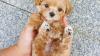Teacup poodle puppies for rehoming