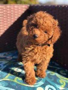 Lovely teacup poodle puppies