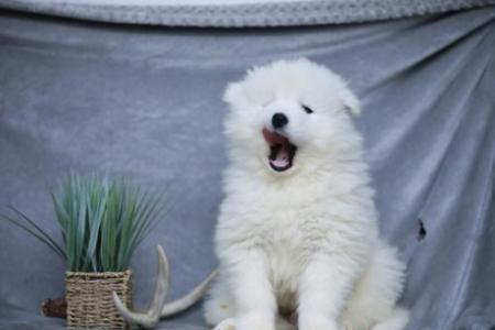 Cute Samoyed Puppies Available