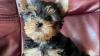 AKC Teacup Yorkie Puppy for free adoption