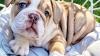 Strong English Bulldog puppies for sale