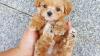 Teacup poodle puppies for rehoming