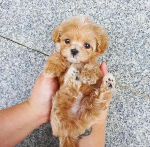 Teacup poodle puppies for rehoming
