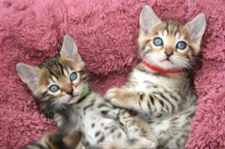 Bengal kittens for sale
