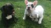 Our beautiful bulldog French puppies 1 girls and 1 boy.