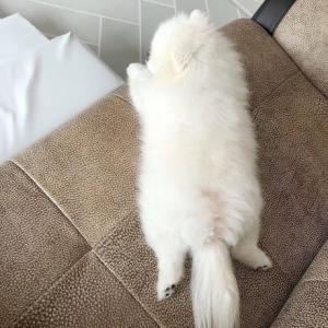 Pomeranian puppies for adoption