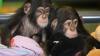 Cute Chimpanzee Monkeys for Sale