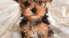 Yorkie puppies available