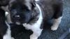 Beautiful Akita puppies ready for their new home