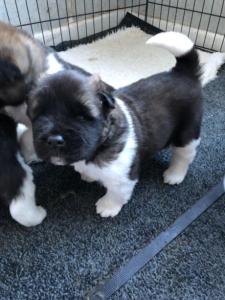 Beautiful Akita puppies ready for their new home