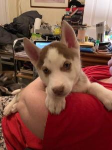 Siberian Husky Puppies Available