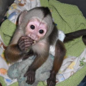 Marvelous Capuchin Monkeys for Sale