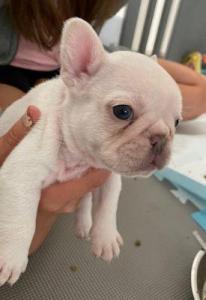 English Bulldogs Available