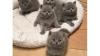 British shorthair kittens