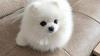 Pomeranian puppies for adoption