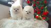 Awesome Teacup Pomeranian puppies Available