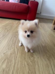 Pomeranian Puppies Available