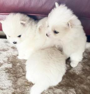 Pomeranian puppies ready for new homes