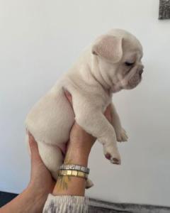 French Bulldogs Available