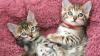 Bengal kittens for sale