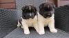 Beautiful Akita puppies ready for their new home