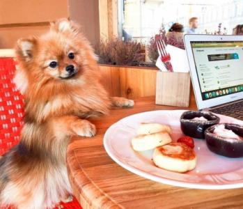 SUPER POMERANIAN PUPPY AVAILABLE FOR RE-HOMING