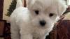 Male and female Maltese puppy for sale