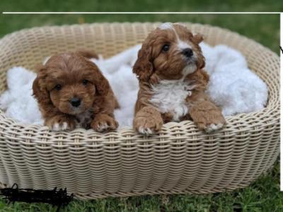 First Generation Toy Cavoodle