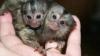 Well Trained Finger Marmoset Monkeys for sale