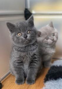 british short hair kittens