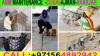 Garage Maintenance Contractor In Dubai Ajman Sharjah