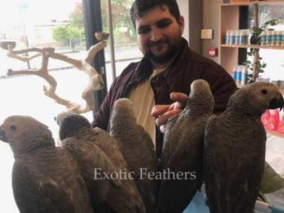 Hand Reared African Grey Parrots For Sale.