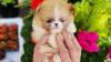 Awesome Teacup Pomeranian puppies Available