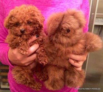 Teacup poodle puppies