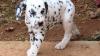 Beautiful sweet Dalmatian puppies available for adoption