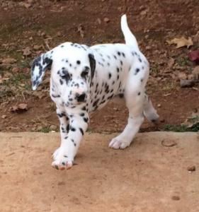 Beautiful sweet Dalmatian puppies available for adoption