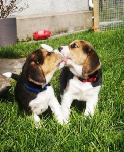 Purebred Beagle Puppies available