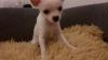 Chihuahua Puppies Available