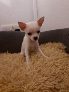Chihuahua Puppies Available