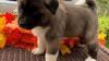 Beautiful Akita puppies ready for their new home
